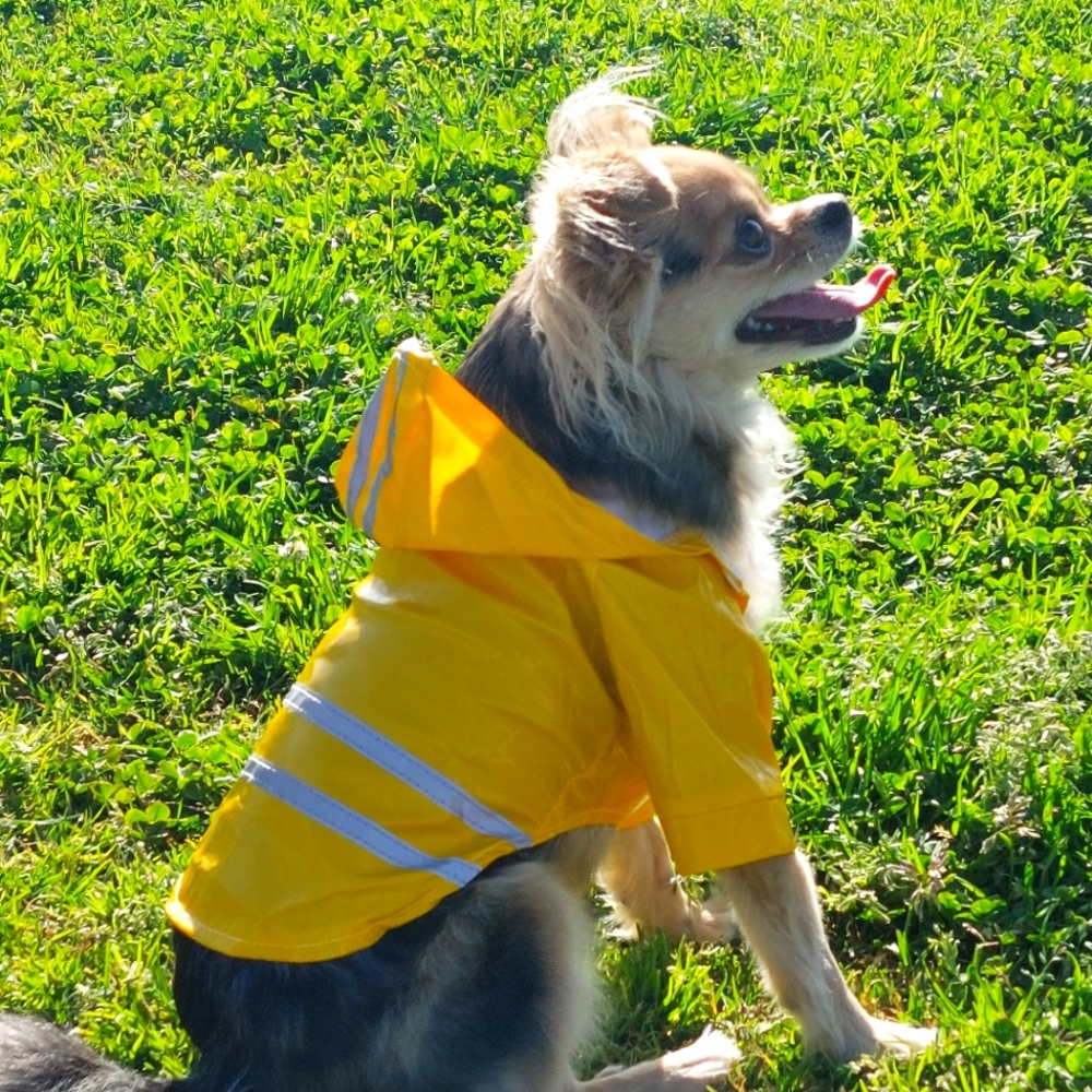 Yellow Doggy Rain Jacket